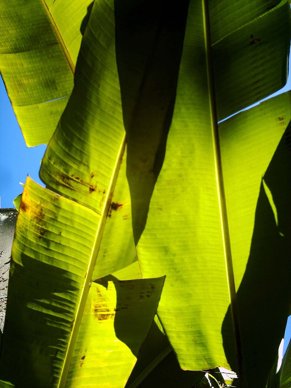 Banana Leaves