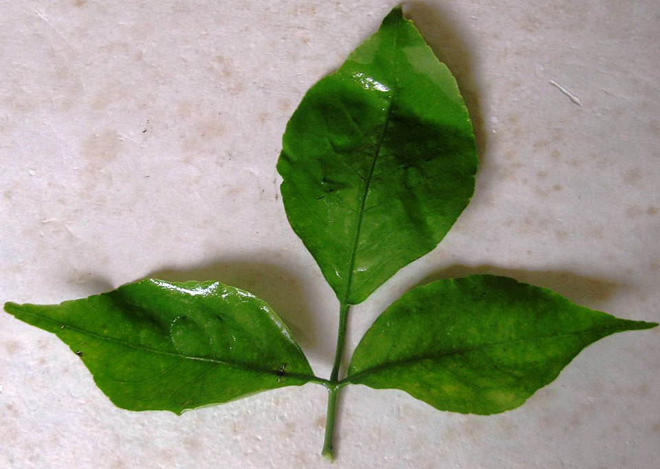 Bilva Leaves
