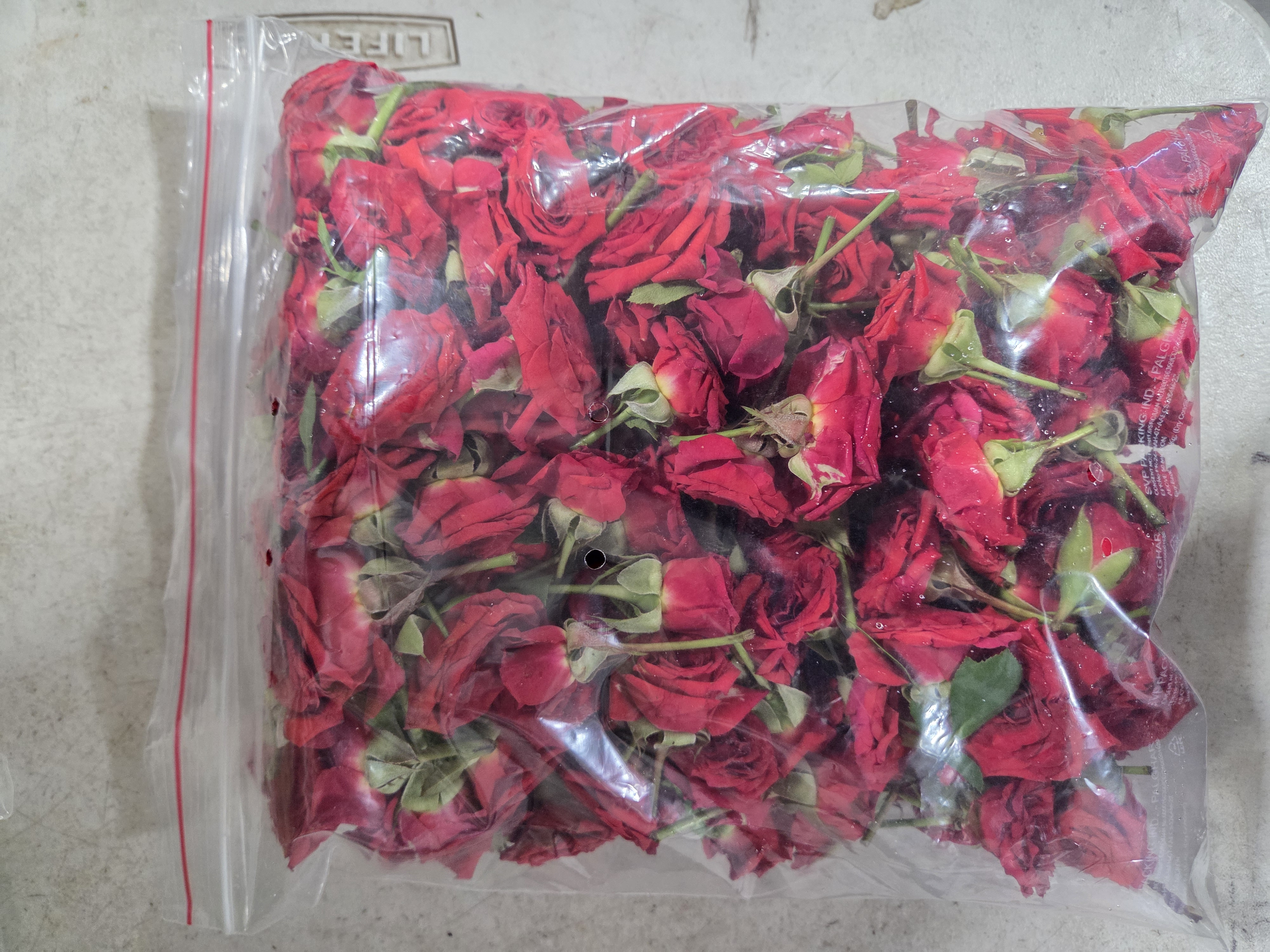 Button Roses Big