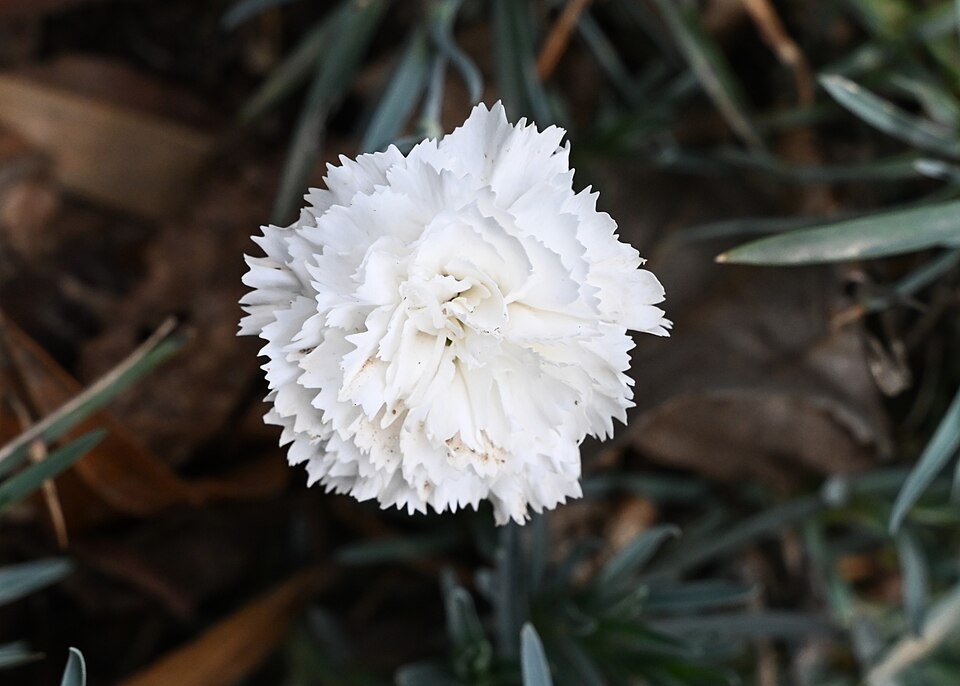 Carnations Bunches