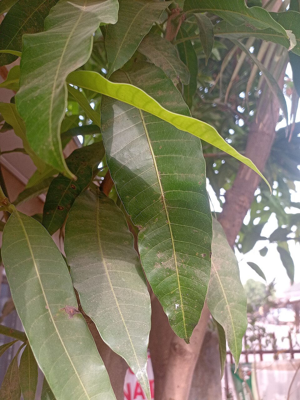 Dharba