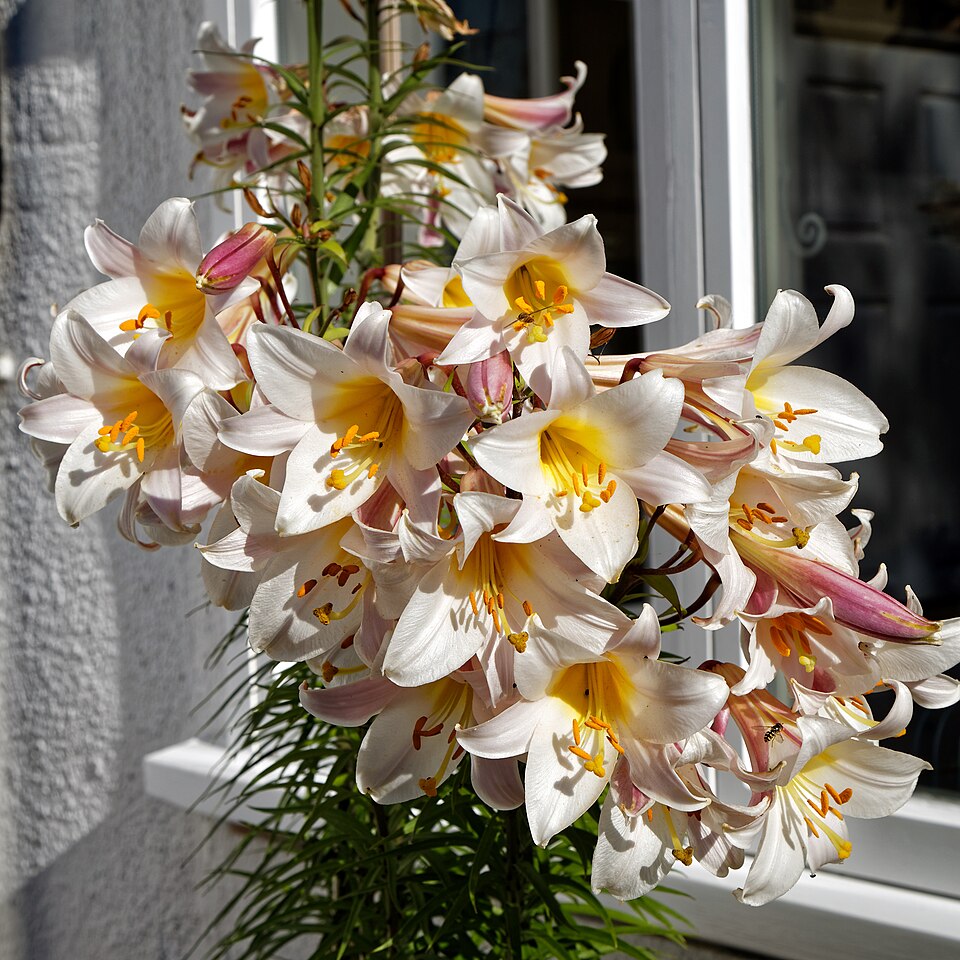 Lilly Garlands