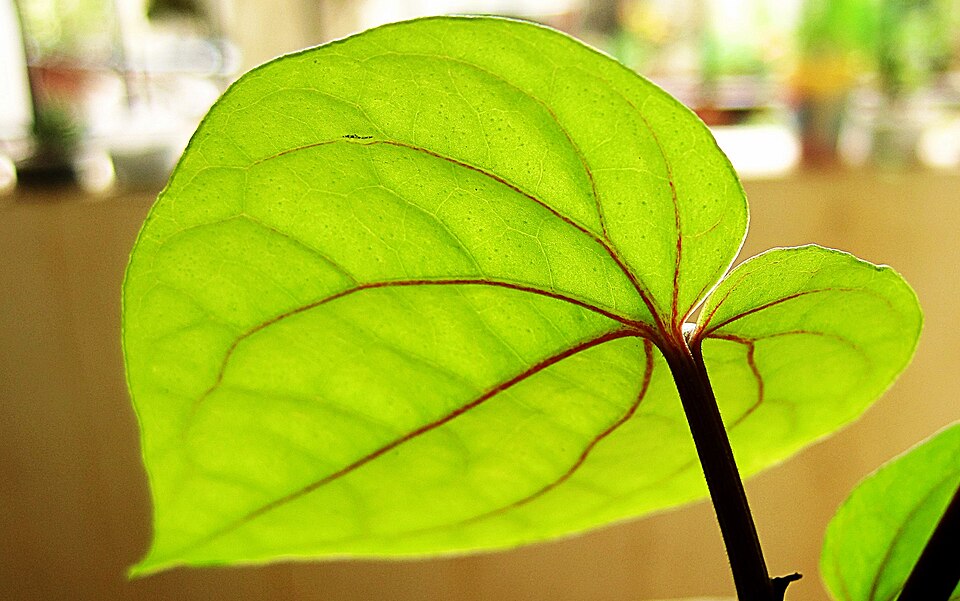 Pan Leaves Strings