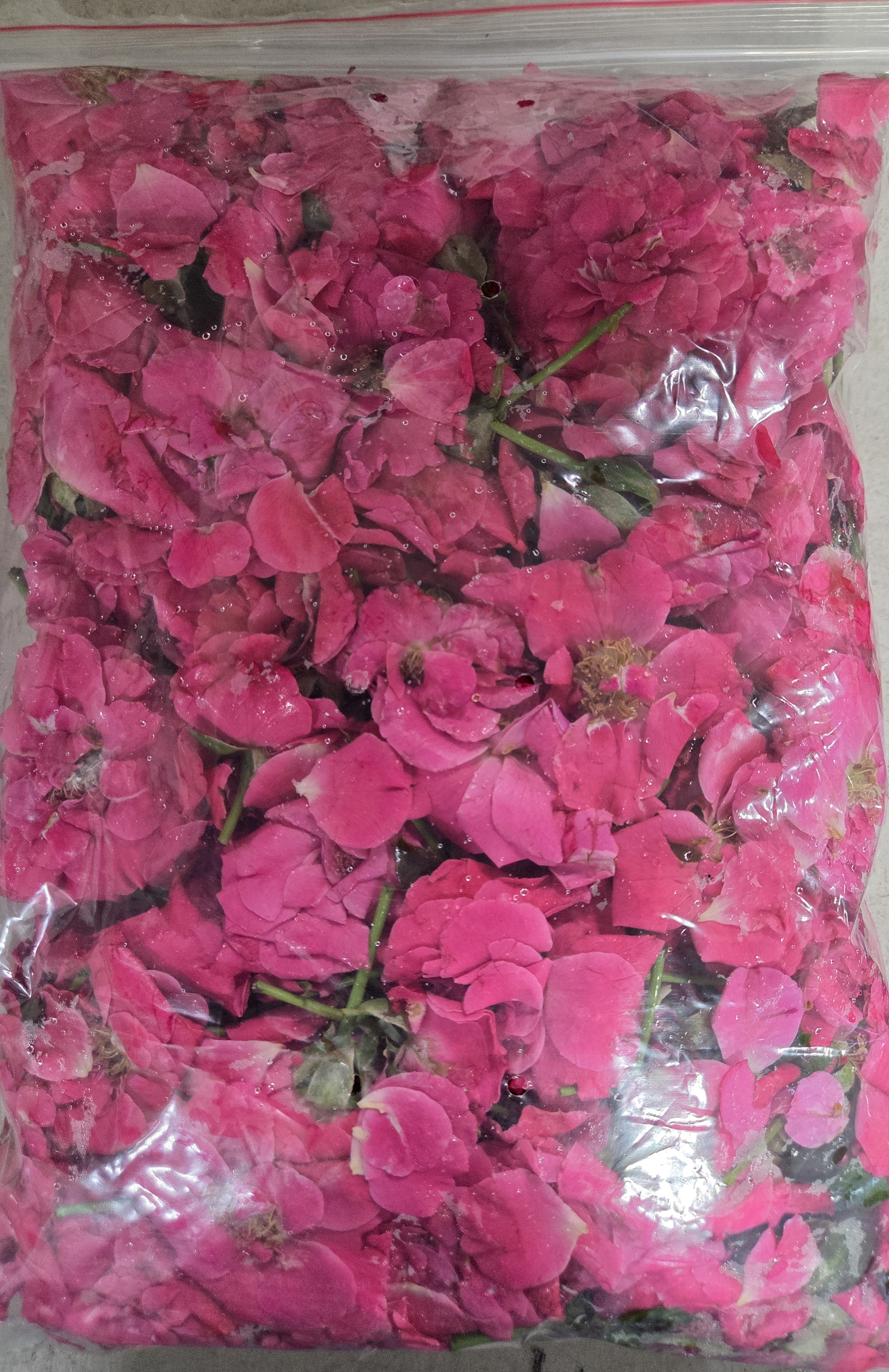 Paneer Roses Big