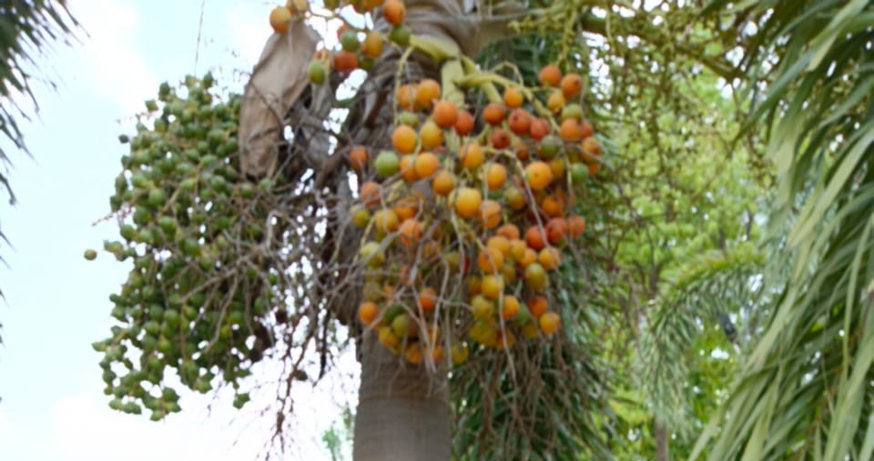 Pooja Nuts