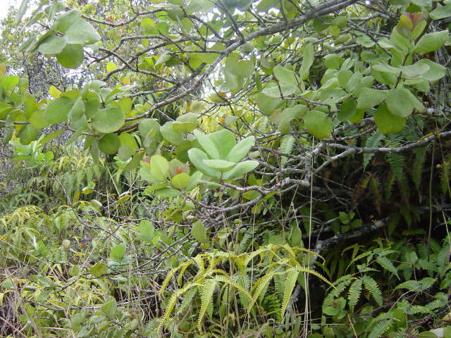 Sandalwood Powder