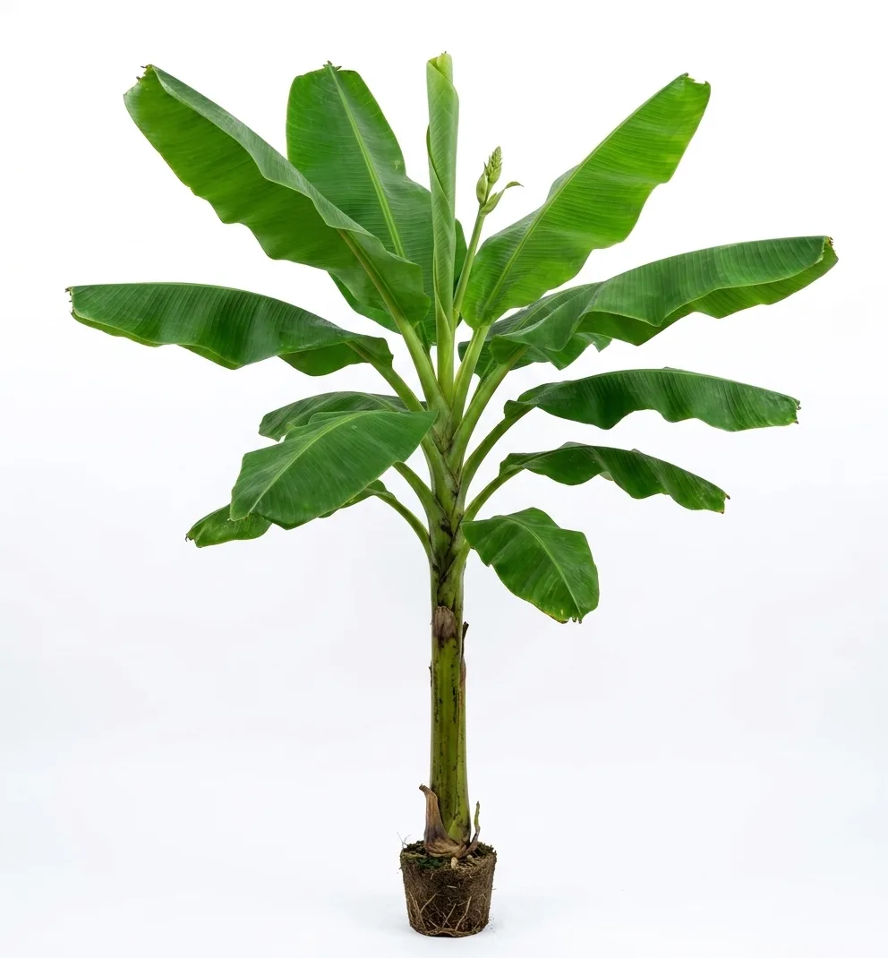 Banana Leaf Stems