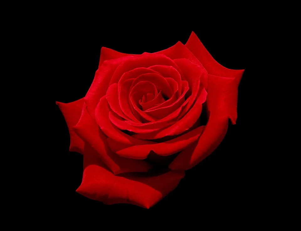 Fresh Button Roses
