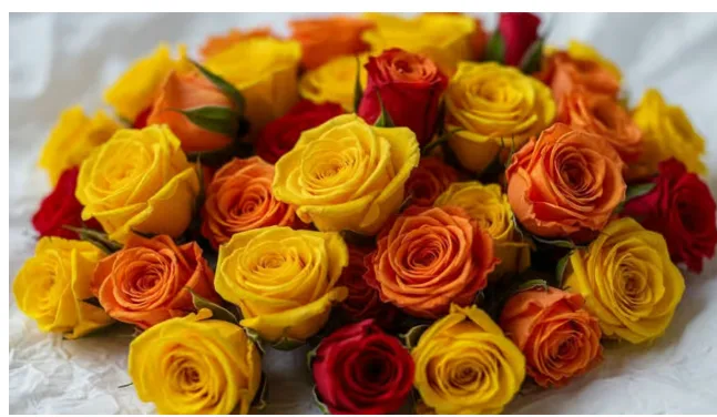 Fresh Button Roses