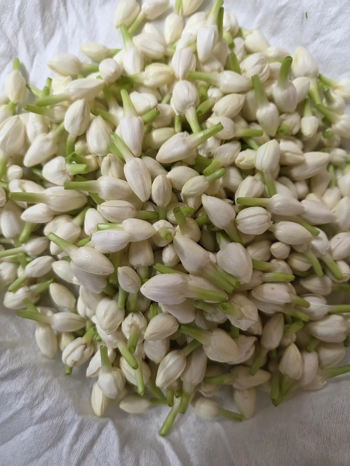 Jasmine Loose