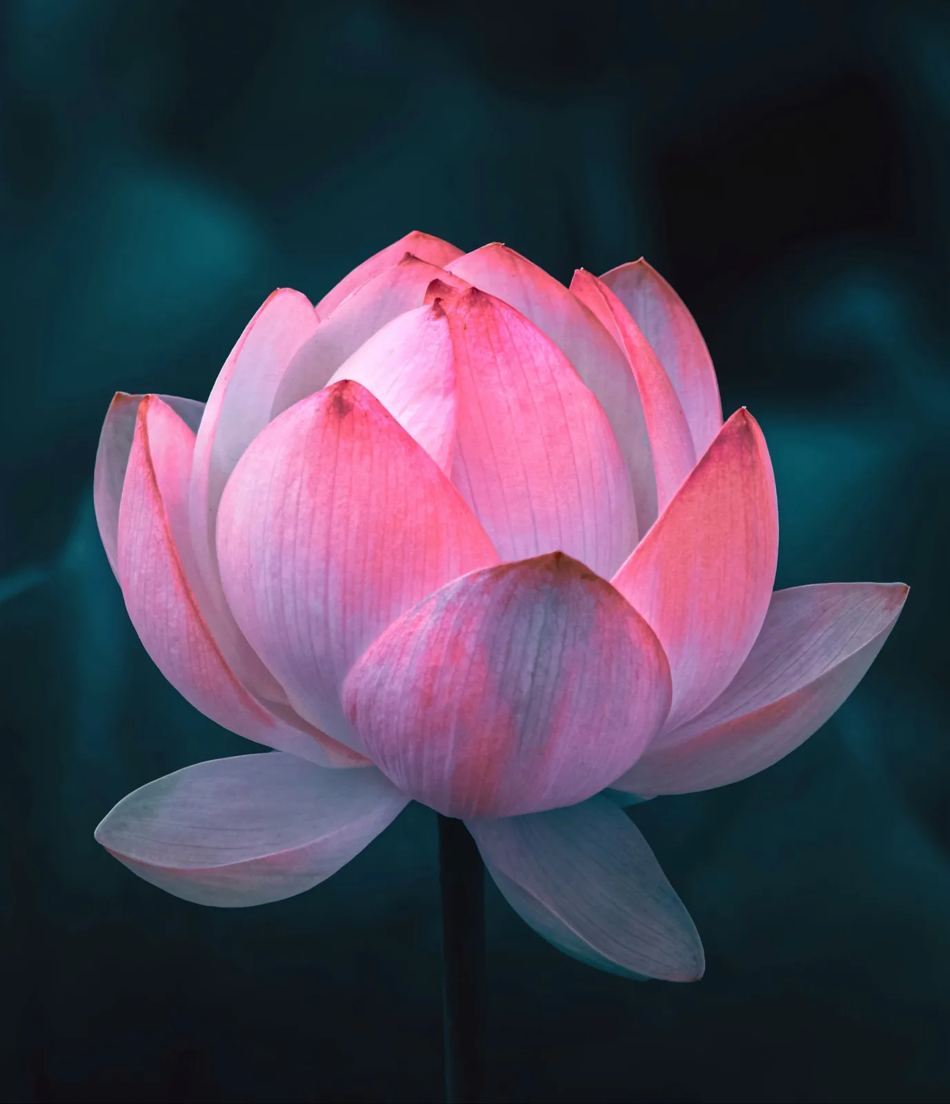 Lotus