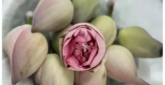 Lotus