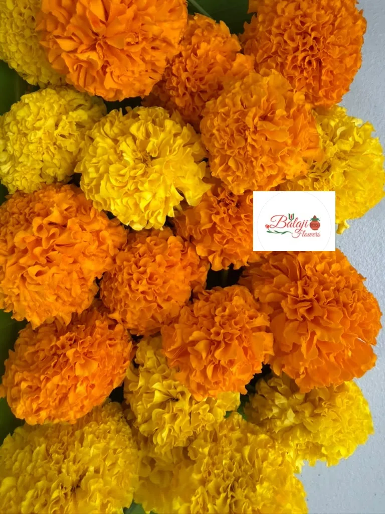 Marigold
