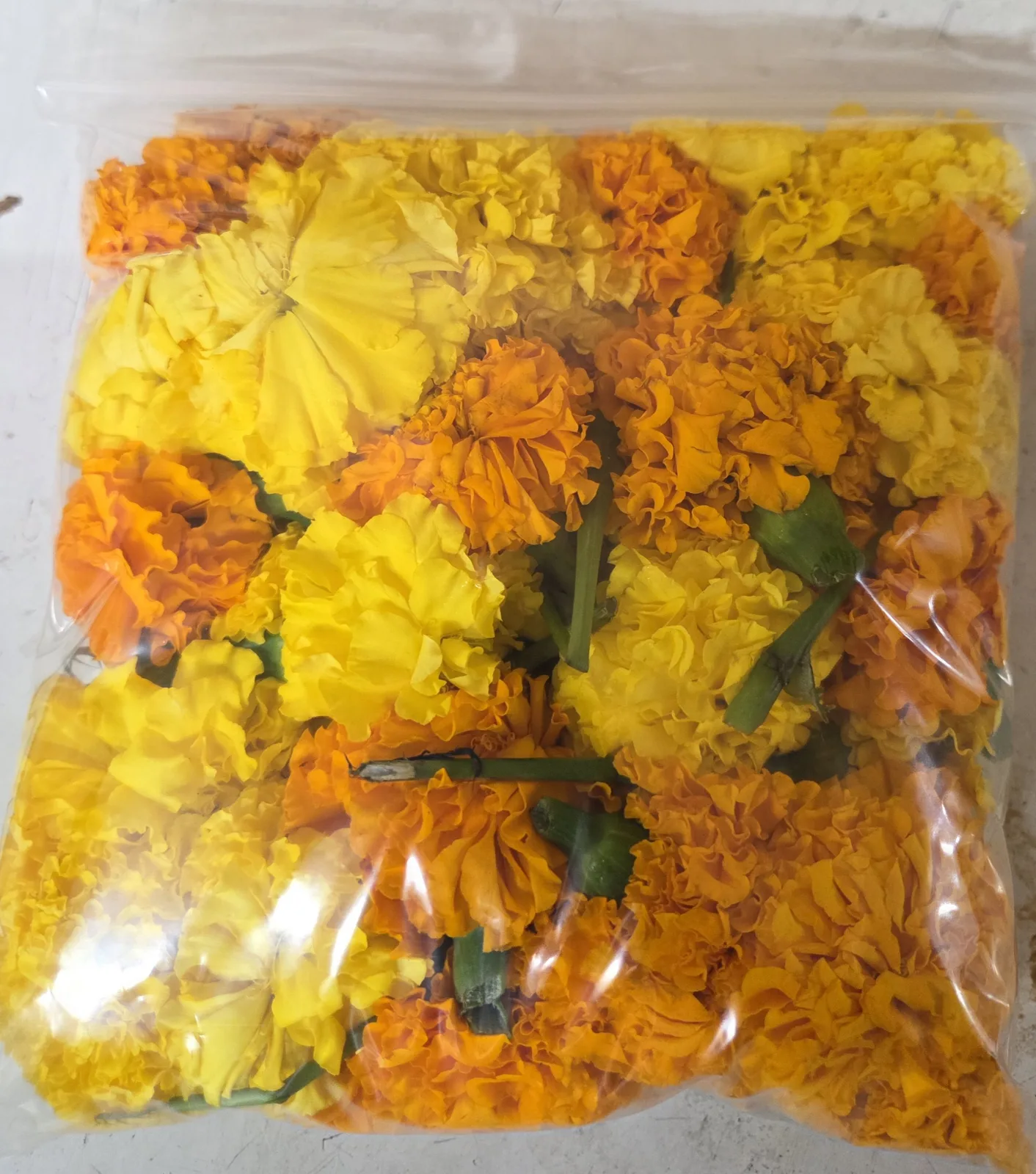 Marigold Big