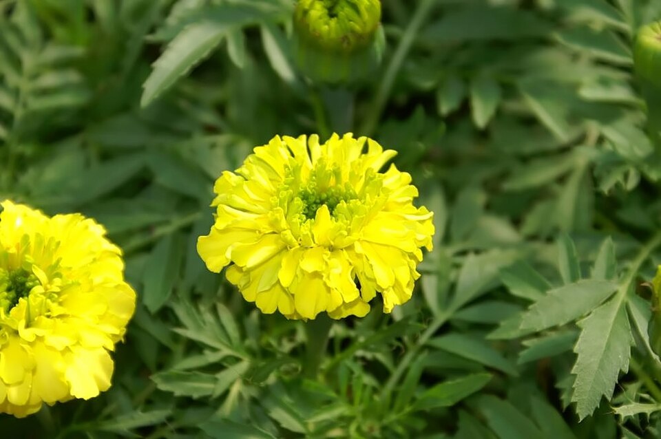 Marigold